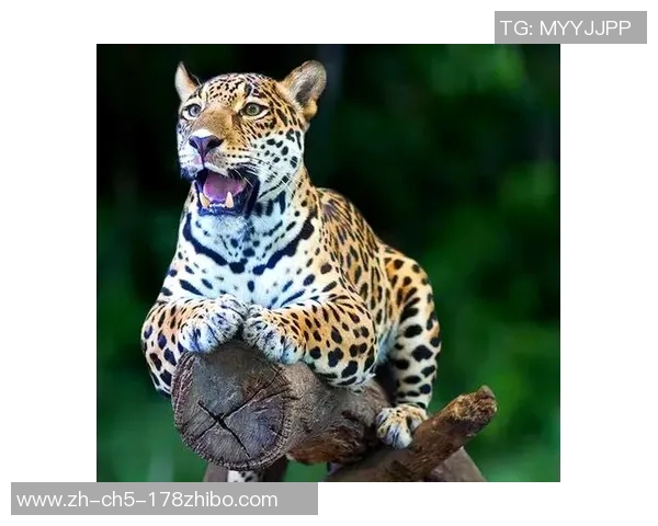 豹与人类的较量：智慧与力量的终极对决与生存的哲学思考